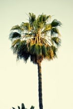 palm-tree-trimming